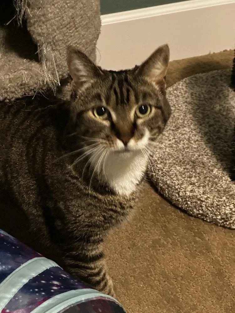 An adult large-sized female Domestic Short Hair cat named Shaquanda for adoption in Broomfield, CO