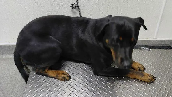 Kaiser
