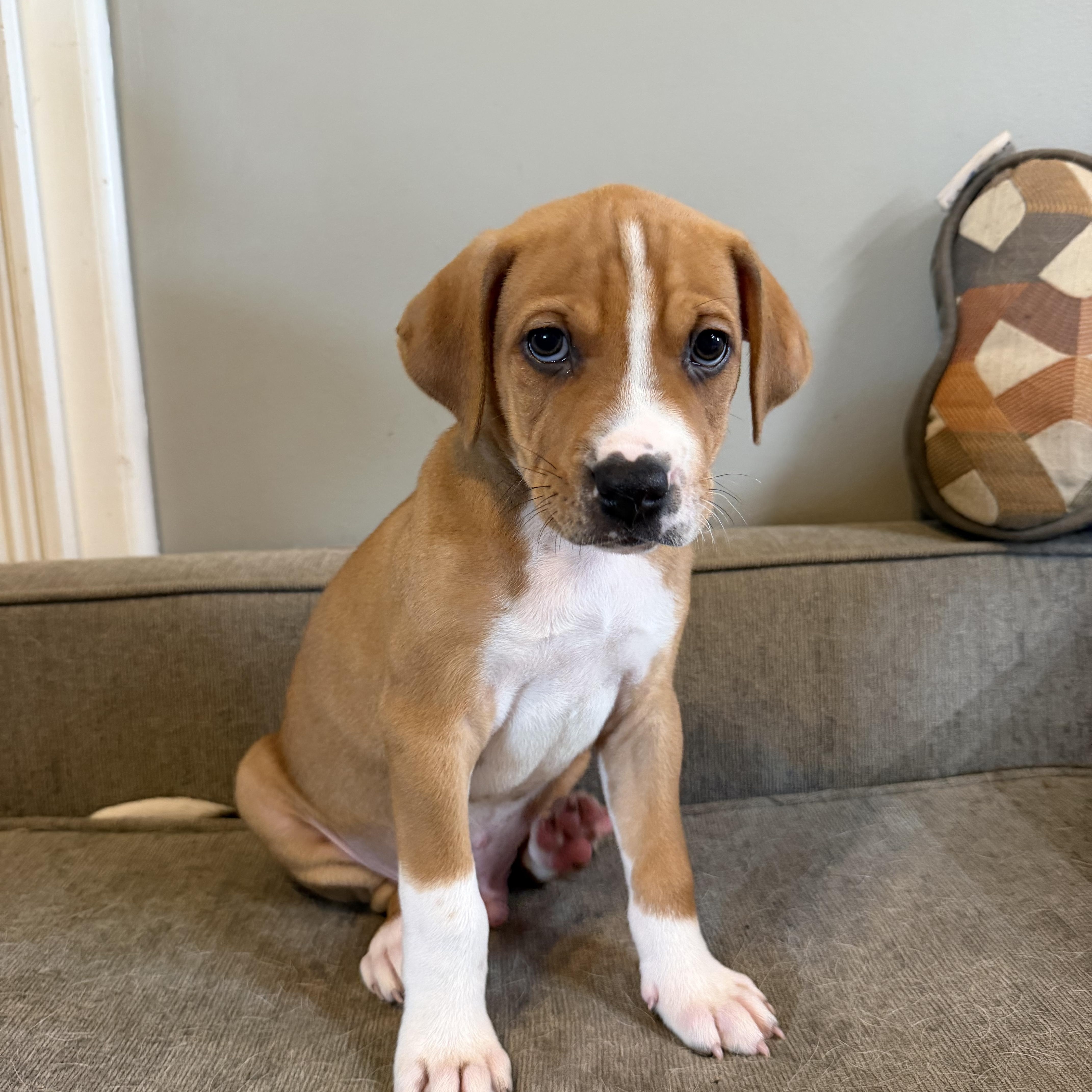 A young medium-sized male Brown / Chocolate Hound dog named Brisket for adoption in Grafton, MA