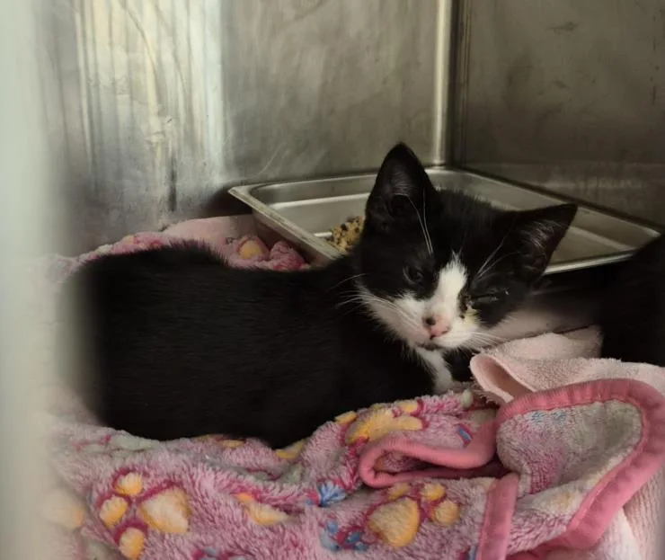 A baby small-sized male Domestic Short Hair cat named Oddity for adoption in Hagerstown, MD