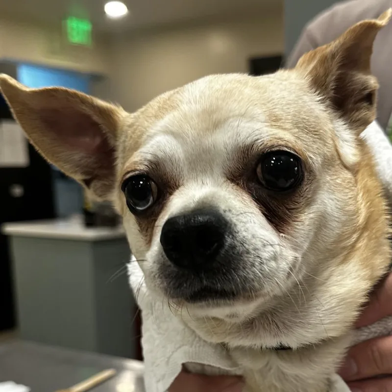 A senior small-sized female Yellow / Tan / Blond / Fawn Mixed Breed dog named Chicken for adoption in Jacksonville, FL