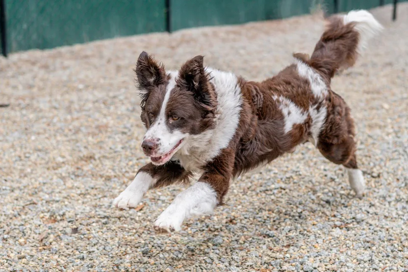 A young medium-sized male Border Collie dog named Hamish for adoption in Hilton Head Island, SC