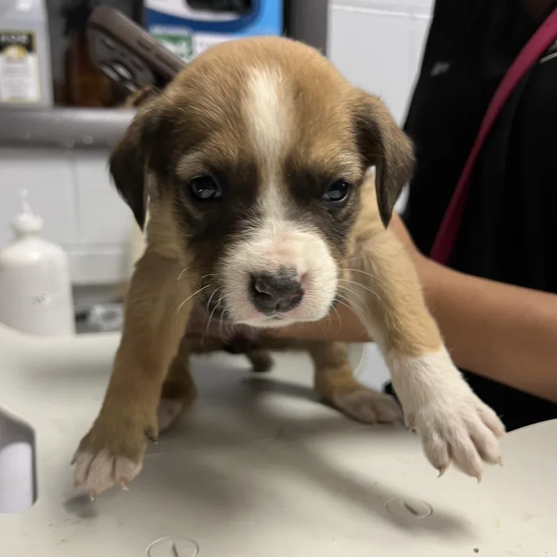 A baby small-sized female Yellow / Tan / Blond / Fawn Mixed Breed dog named Daisy for adoption in Naples, FL