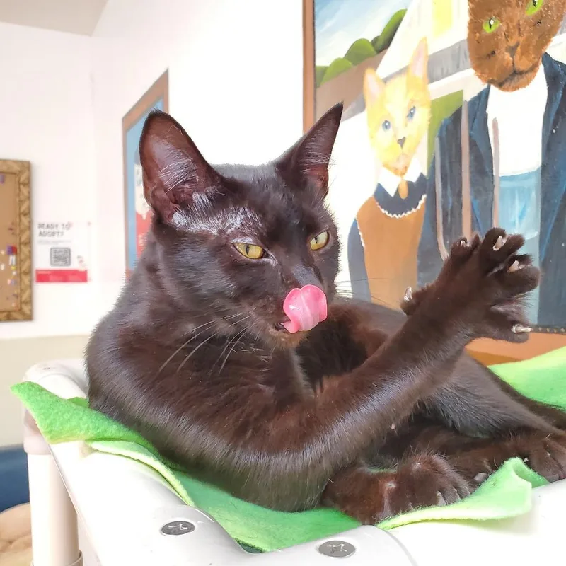 Morticia