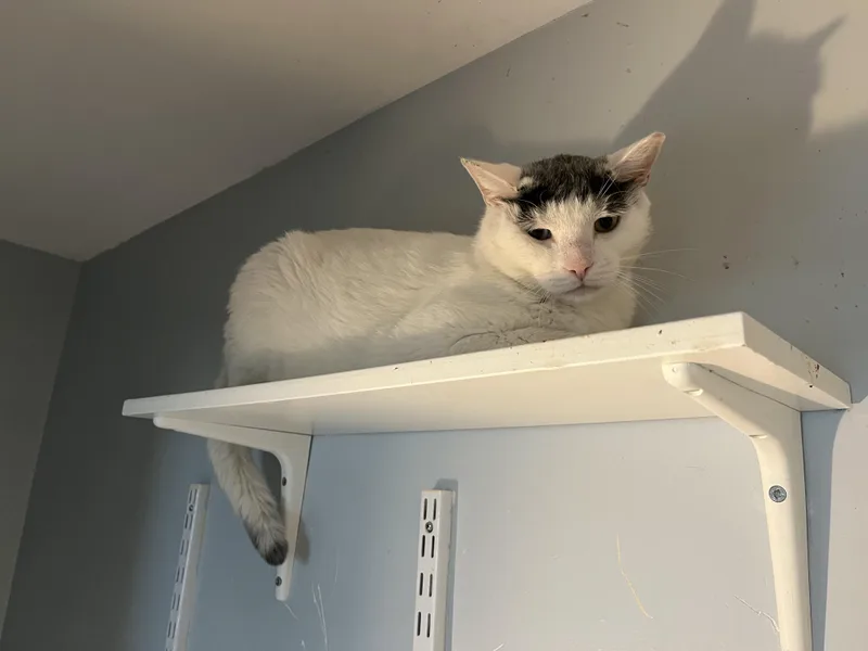 An adult large-sized male White Domestic Short Hair cat named Bowie for adoption in Salisbury, MA