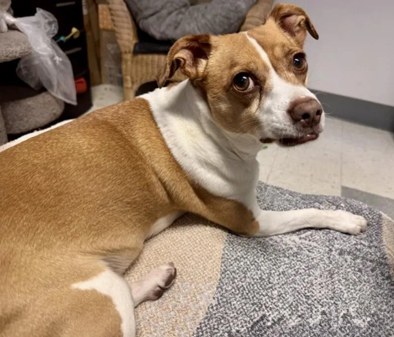 An adult small-sized male Chihuahua dog named Rocky for adoption in Salinas, CA