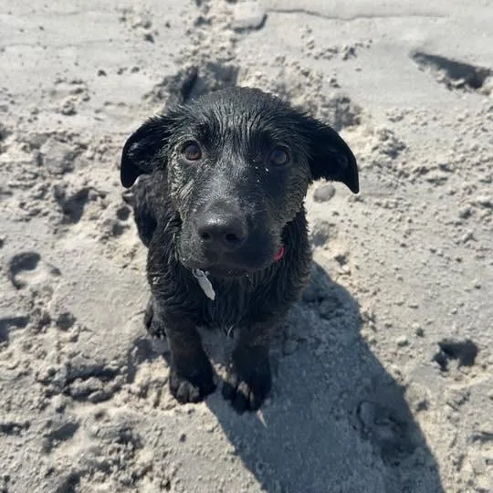 Serill Avail By Appt thumbnail 2