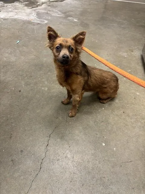 A young small-sized male Chihuahua dog named Tod for adoption in Ontario, CA