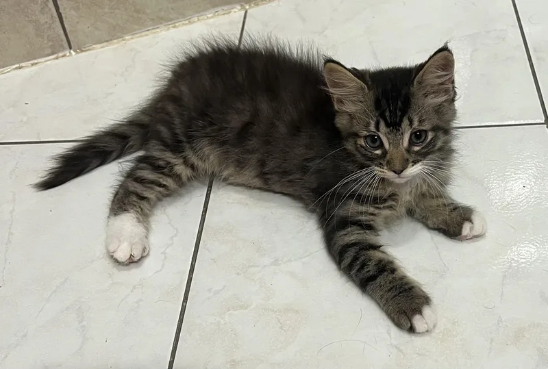 Fabio