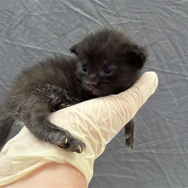 A baby small-sized female Black Domestic Short Hair cat named Lily for adoption in Houston, TX