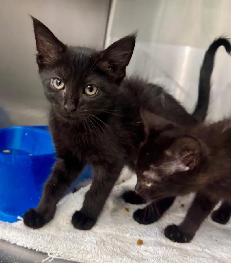 A baby medium-sized female Domestic Short Hair cat named Mako for adoption in Danielsville, GA