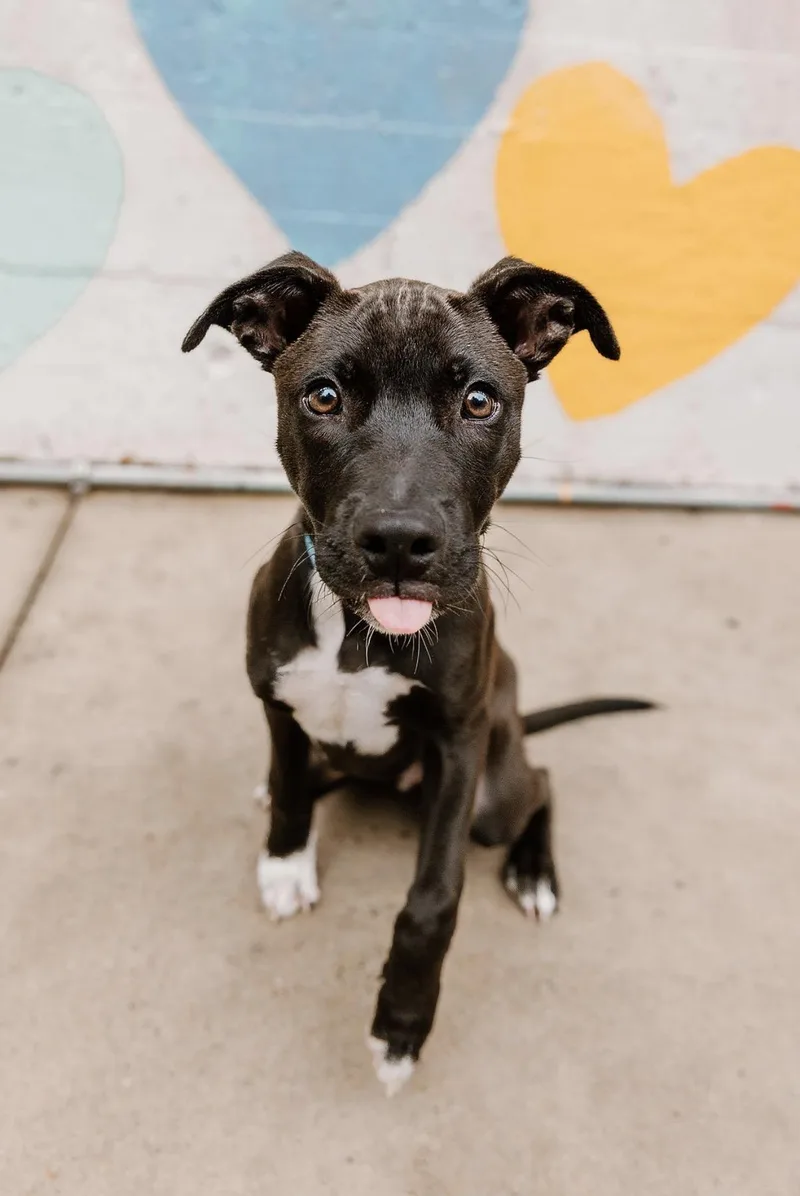 A young medium-sized male Labrador Retriever dog named Dj for adoption in Charlotte, NC