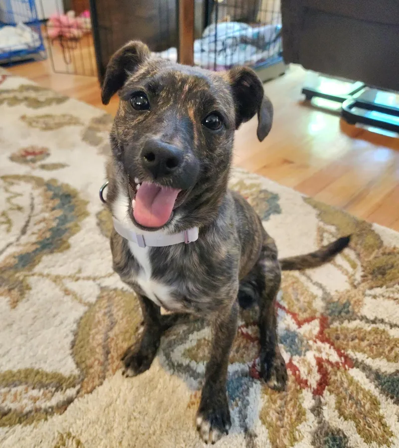 A baby small-sized female Terrier dog named J'Adore for adoption in Cumming, GA