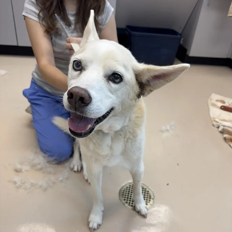 A senior medium-sized female White / Cream Mixed Breed dog named Amelia for adoption in Mebane, NC