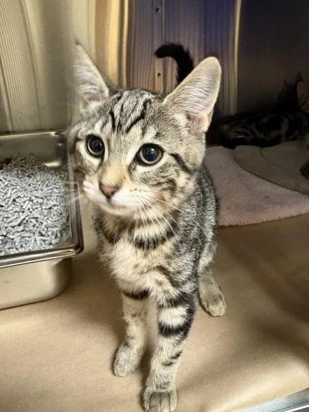 A baby small-sized female Domestic Short Hair cat named Roxanne for adoption in Kennewick, WA