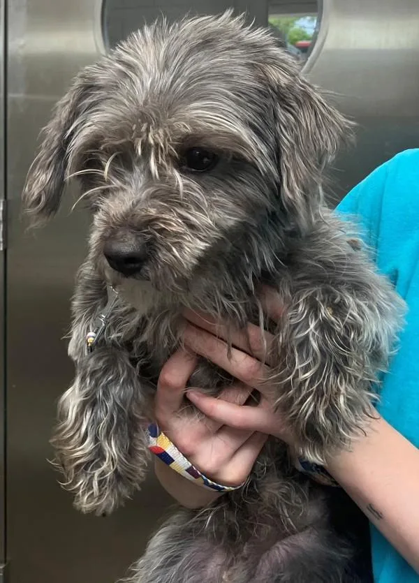 An adult small-sized female Mixed Breed dog named Daisy for adoption in Staten Island, NY