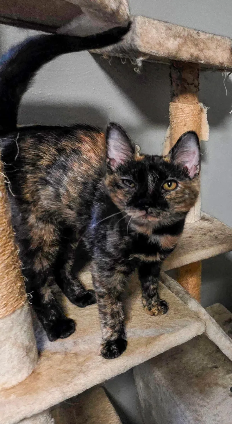 A baby medium-sized female Tortoiseshell Domestic Short Hair cat named Nutmeg for adoption in Pittsburgh, PA