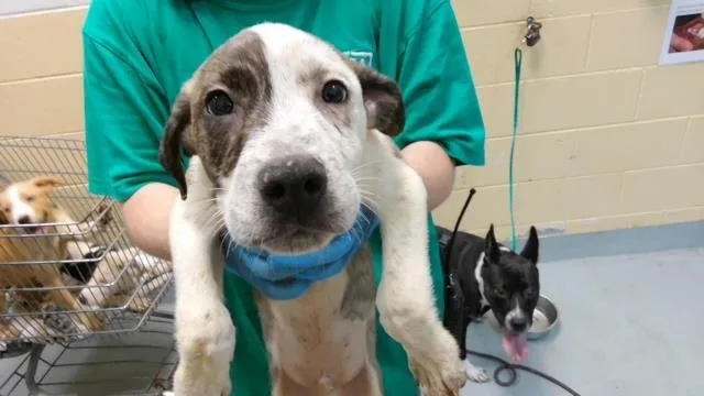A baby small-sized male Labrador Retriever dog named Fish for adoption in Tulsa, OK