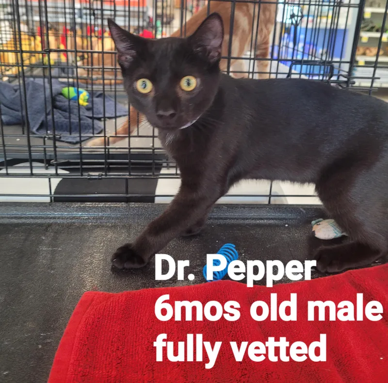 Dr Pepper