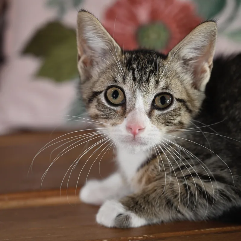 A baby medium-sized female Tabby (Brown / Chocolate) Domestic Short Hair cat named Bella for adoption in Liverpool, TX
