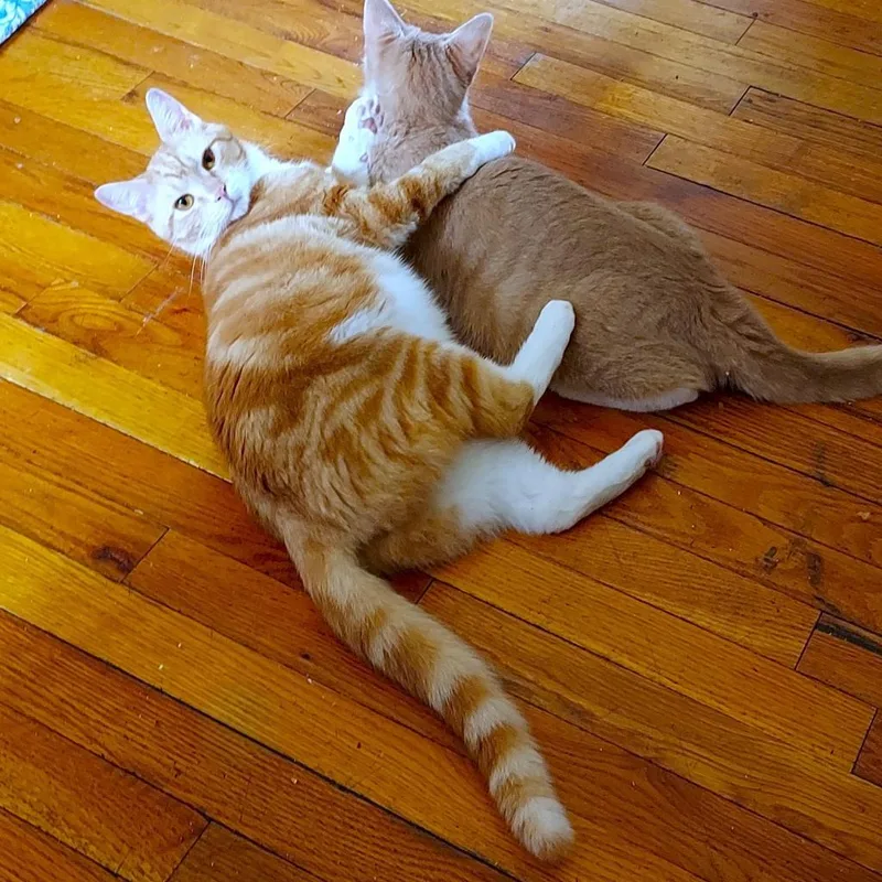 An adult small-sized male Orange / Red Domestic Short Hair cat named Orange Pellegrino for adoption in Durham, NC