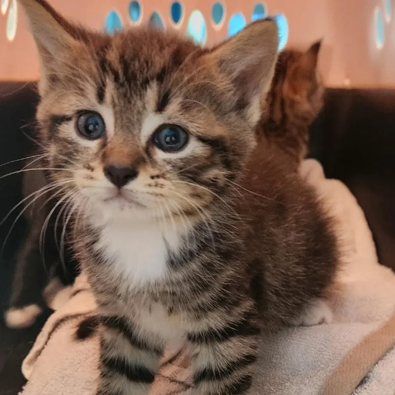A baby small-sized female Brown / Chocolate Domestic Short Hair cat named Dannie for adoption in Charlottesville, VA