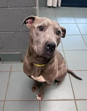 An adult medium-sized male Gray / Blue / Silver Mixed Breed dog named Mr. Magoo for adoption in Nashville, TN