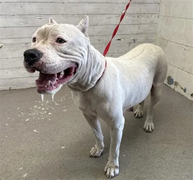 A young medium-sized female Dogo Argentino dog named Sprinkles for adoption in San Bernardino, CA