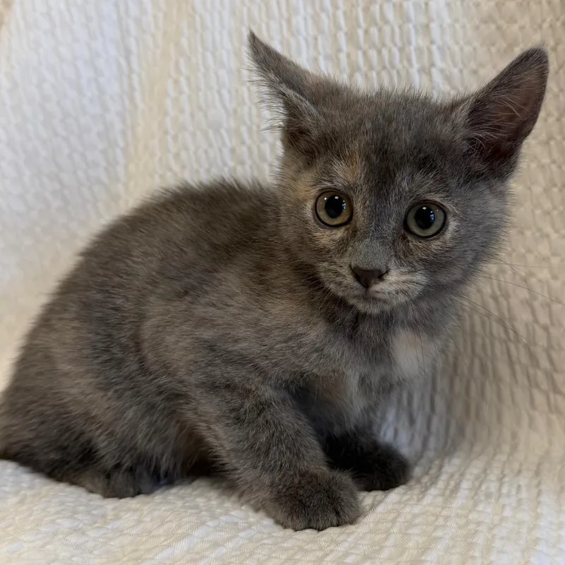 A baby small-sized female Tortoiseshell Domestic Short Hair cat named Fiona for adoption in Cody, WY