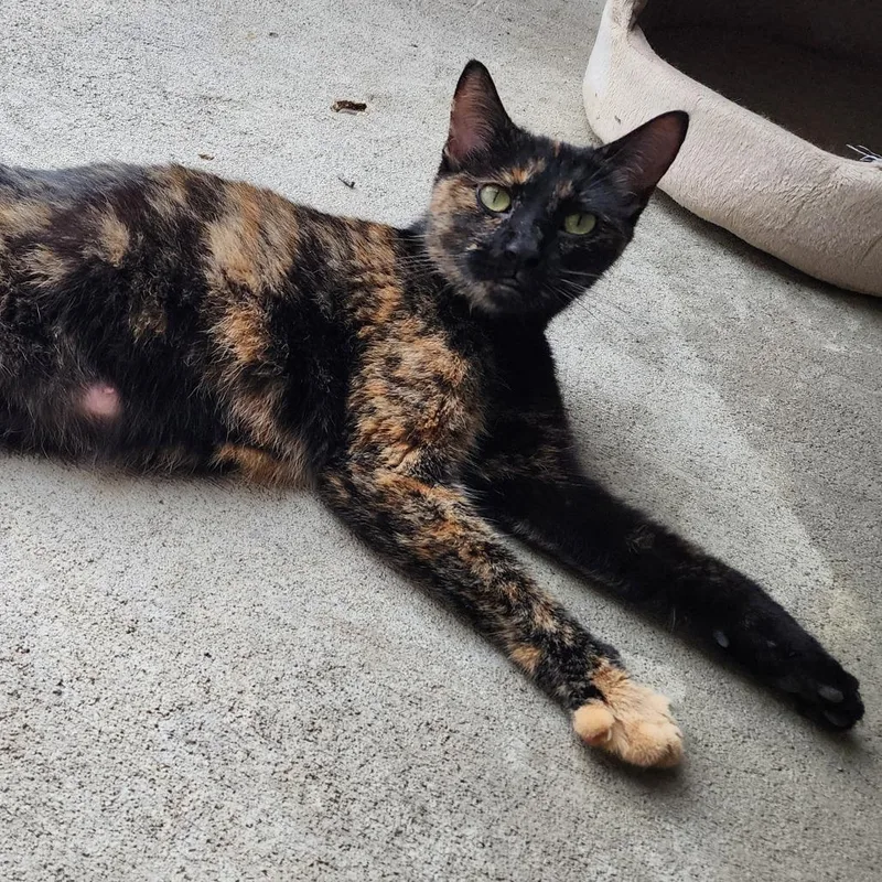 A young medium-sized female Tortoiseshell Domestic Short Hair cat named Katniss for adoption in Washington Township, OH