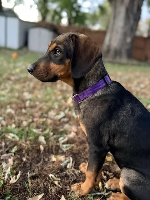 A baby medium-sized female Coonhound dog named Raquel for adoption in Mankato, MN