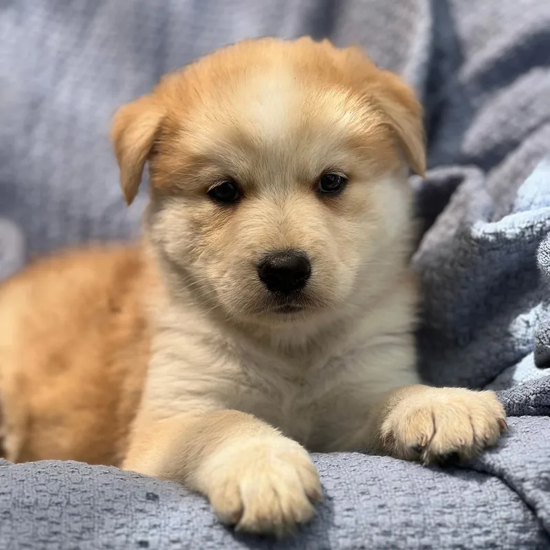 A baby large-sized male Shepherd dog named Marshmallow Pup  Mallow for adoption in San Diego, CA