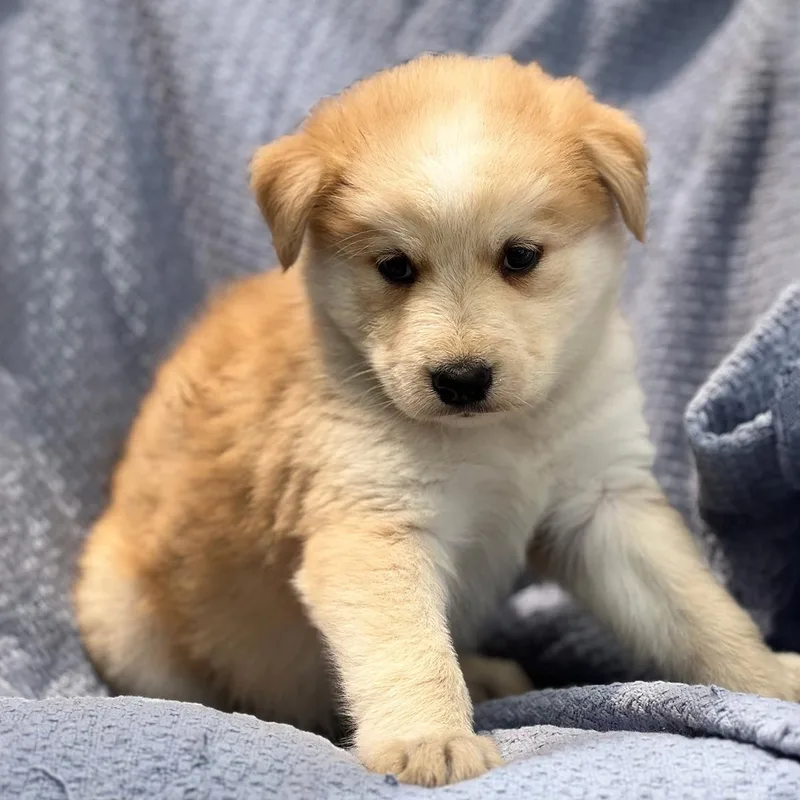 Marshmallow Pup  Mallow thumbnail 2