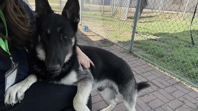 Sinclair thumbnail 4