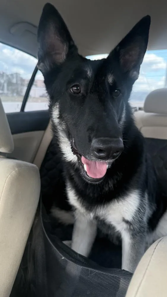 Sinclair thumbnail 5