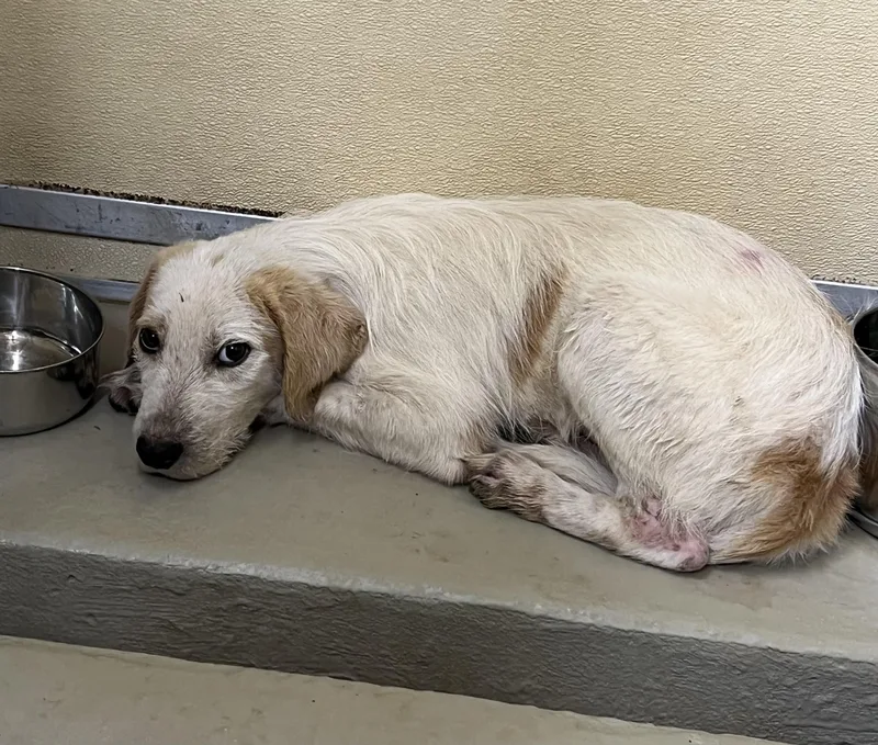 A young medium-sized male Apricot / Beige Mountain Cur dog named Patch for adoption in Sparta, NC