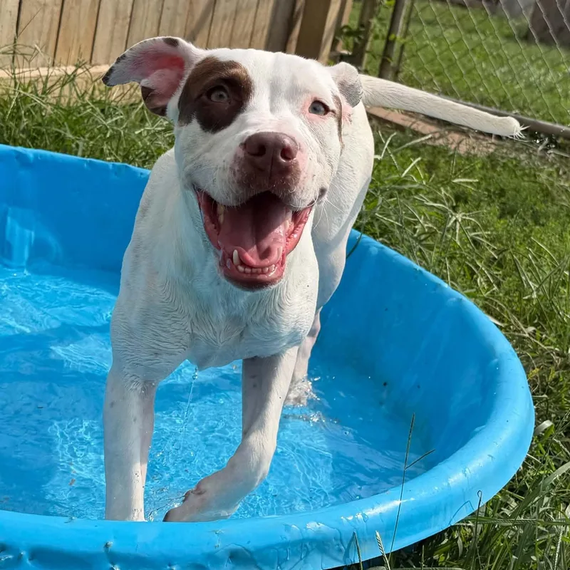 A baby medium-sized female White / Cream Pit Bull Terrier dog named Shelby for adoption in Martinsville, IN