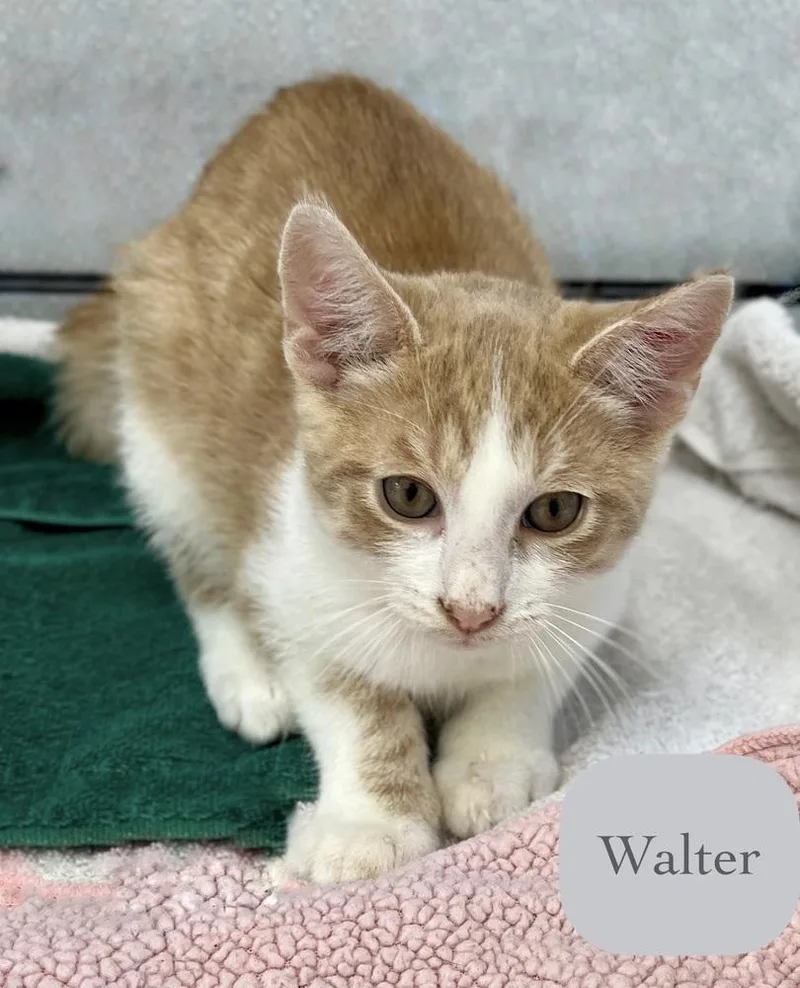 A baby small-sized male Domestic Short Hair cat named Walter for adoption in Chalfont, PA