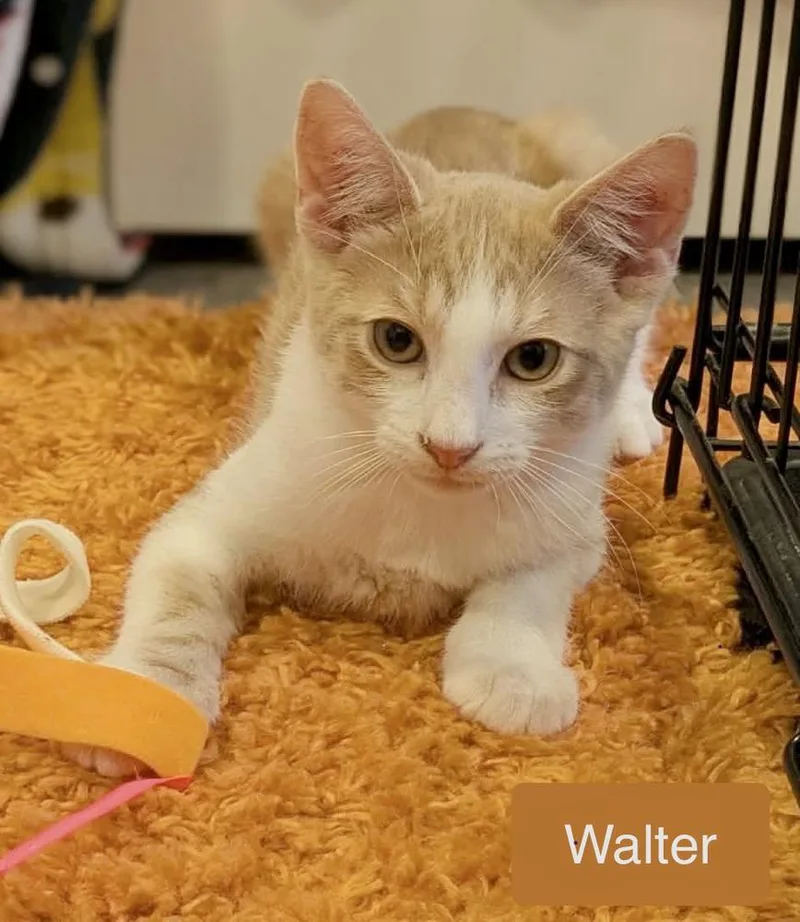 Walter thumbnail 2