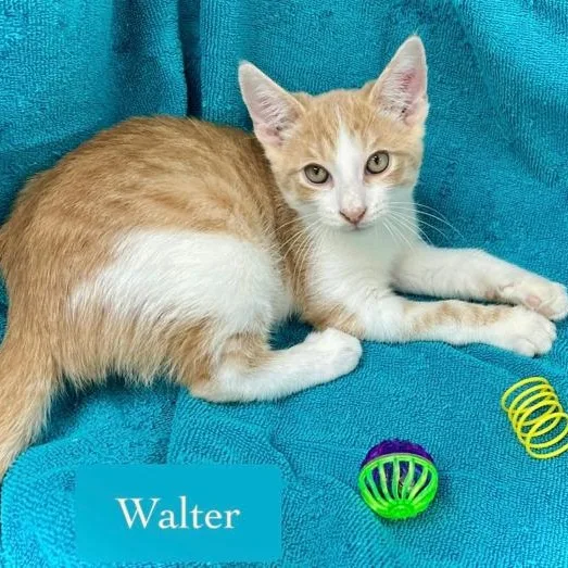 Walter thumbnail 3