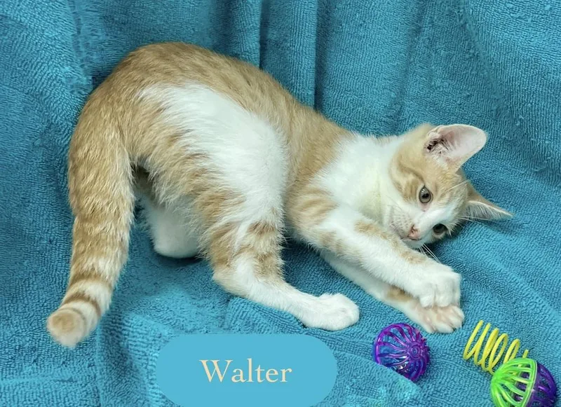 Walter thumbnail 4