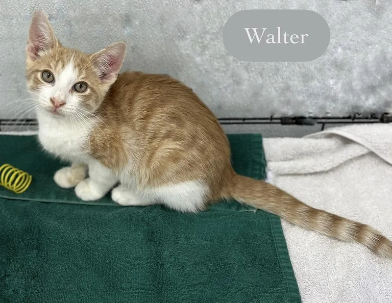 Walter thumbnail 6