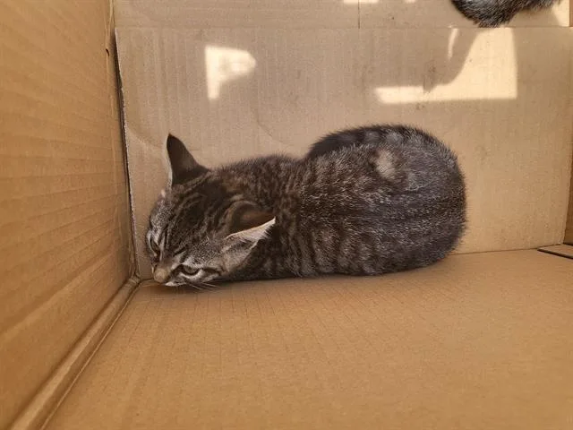 A baby small-sized female Domestic Short Hair cat named Pipe Cleaner for adoption in Fort Walton Beach, FL