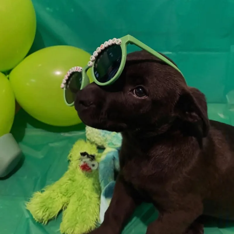 Rajah Binx thumbnail 2