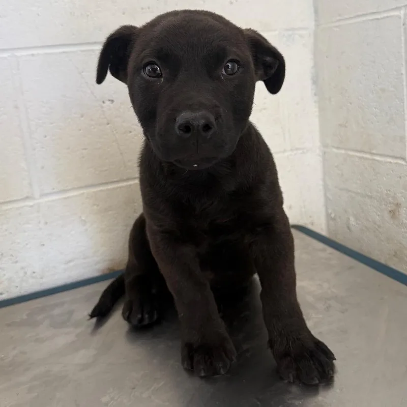 Rajah Binx thumbnail 3