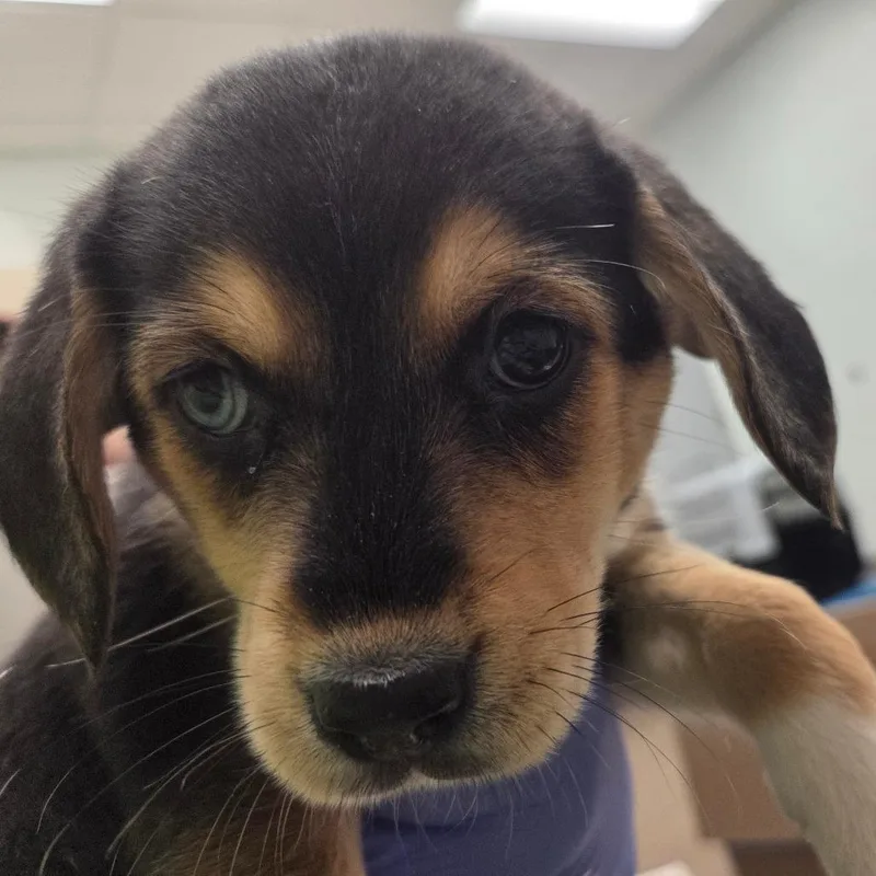 A baby small-sized female Brown / Chocolate Mixed Breed dog named Phoebe for adoption in Chattanooga, TN