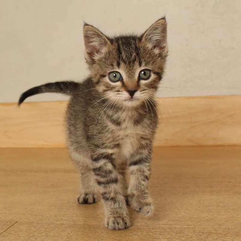 A baby small-sized female Brown / Chocolate Domestic Short Hair cat named Layla C for adoption in Minnetonka, MN
