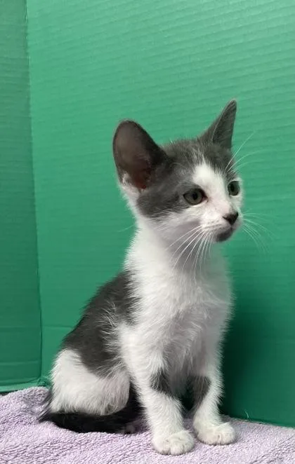 A baby small-sized male Domestic Short Hair cat named Rabbit for adoption in Houston, TX