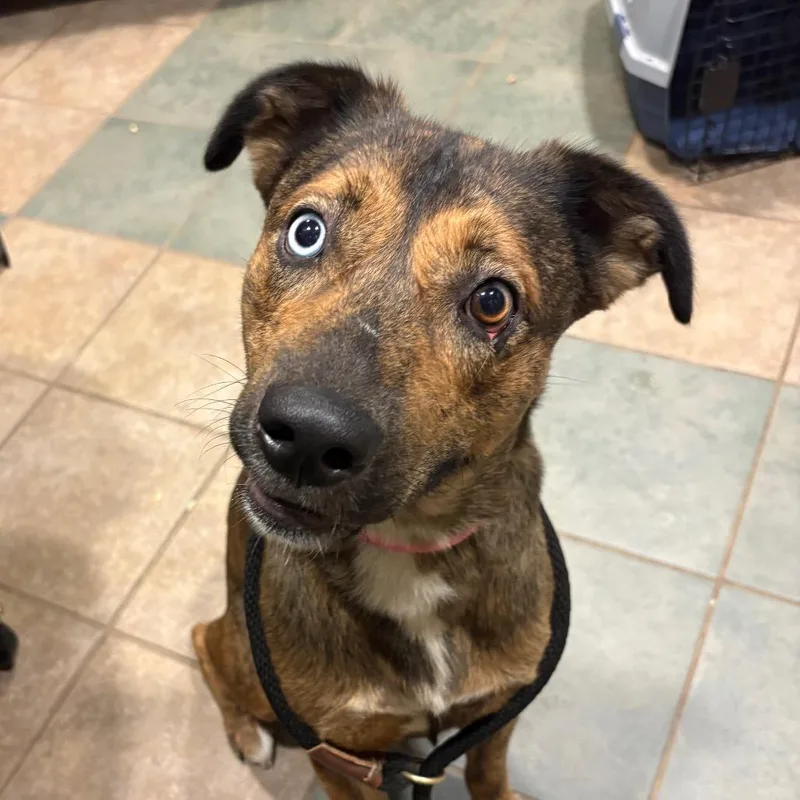 An adult medium-sized female Brown / Chocolate Mixed Breed dog named Stellaluna for adoption in Chattanooga, TN