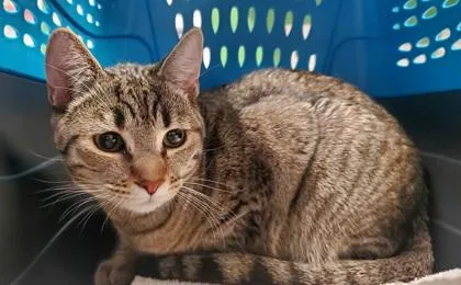 An adult large-sized female Domestic Short Hair cat named Verde for adoption in Kansas City, MO